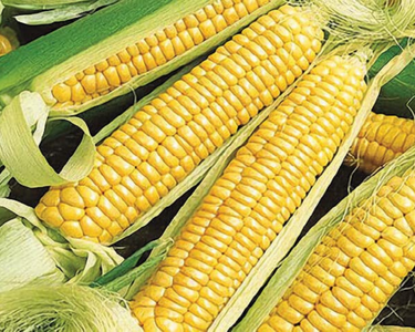 Golden Bantam (yellow) Corn Seeds